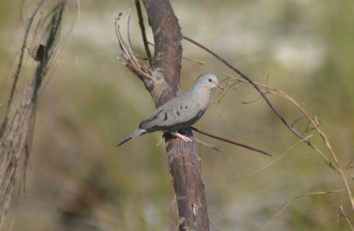 Common Ground Dove - ML185690601