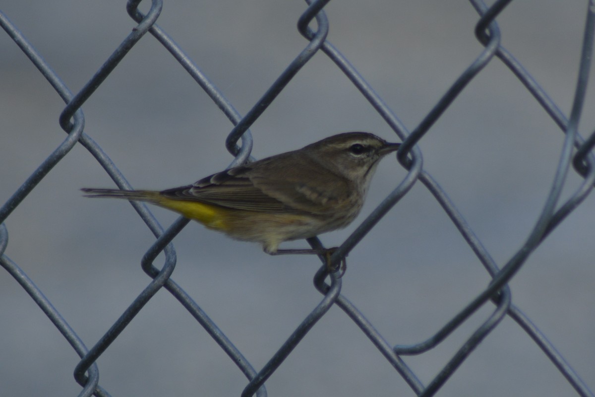 Palm Warbler (Western) - ML185690631