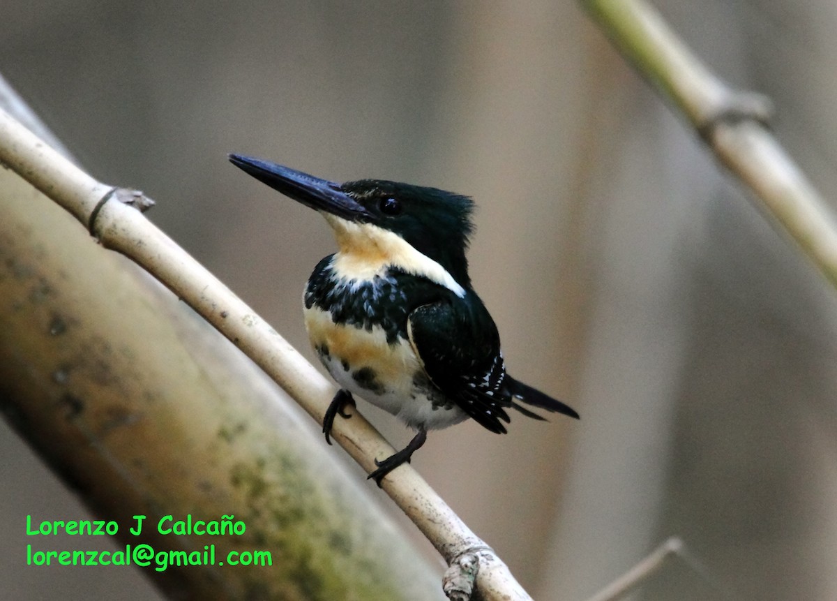 Green Kingfisher - ML185690641