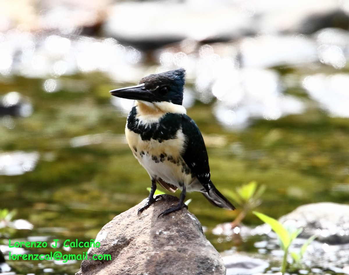 Green Kingfisher - ML185690671