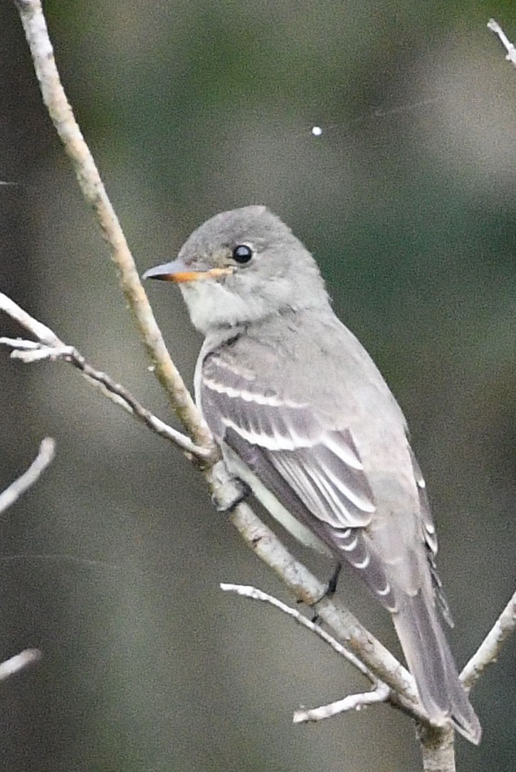 Eastern Wood-Pewee - Lewis Gray