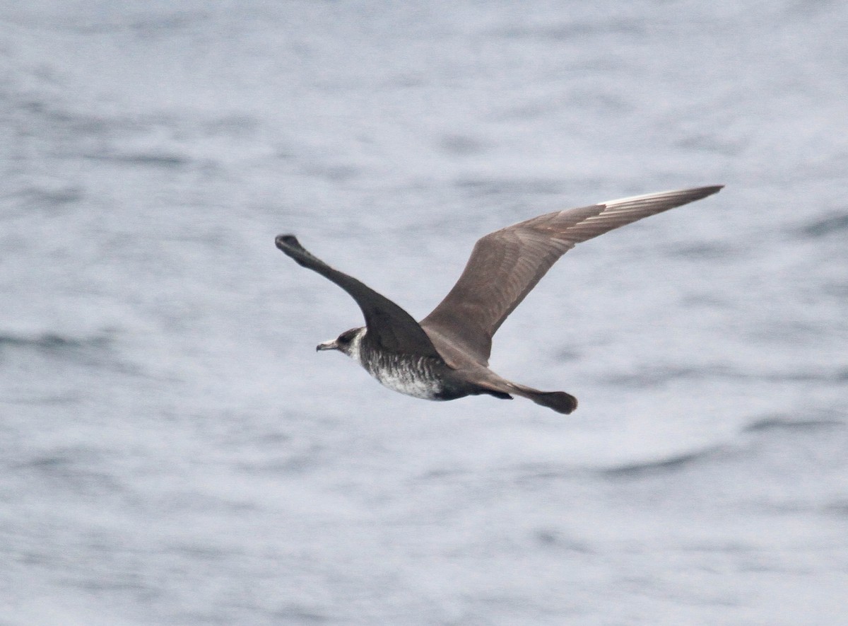 Pomarine Jaeger - ML185690921