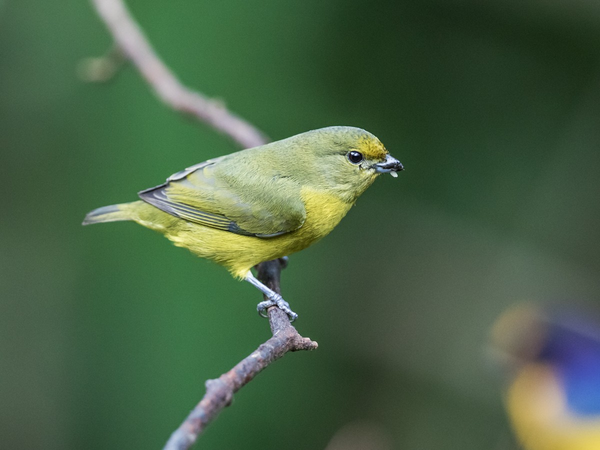 Violaceous Euphonia - ML185691251