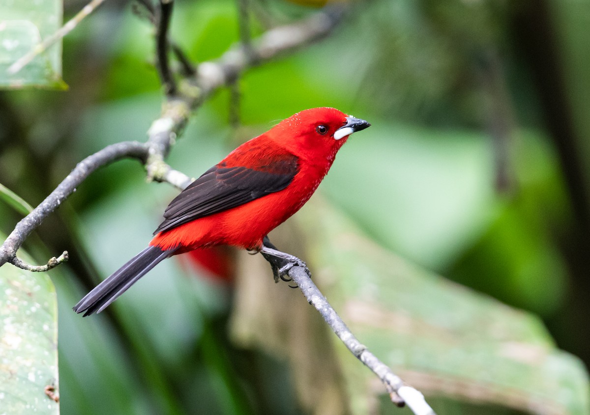 Brazilian Tanager - ML185691301