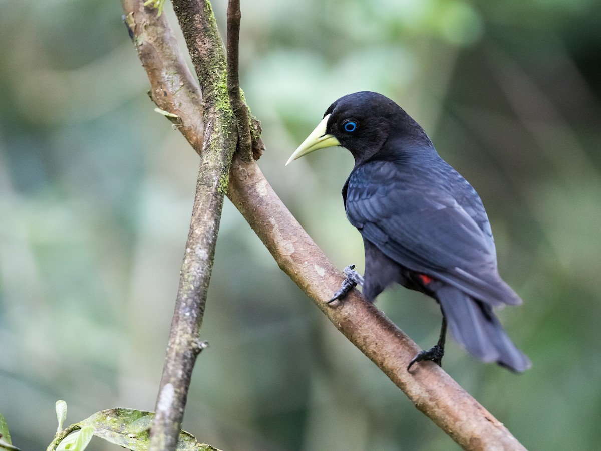 Red-rumped Cacique - ML185691381