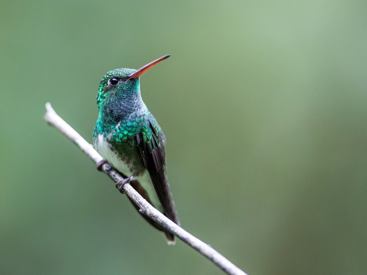 Glittering-throated Emerald - ML185691411