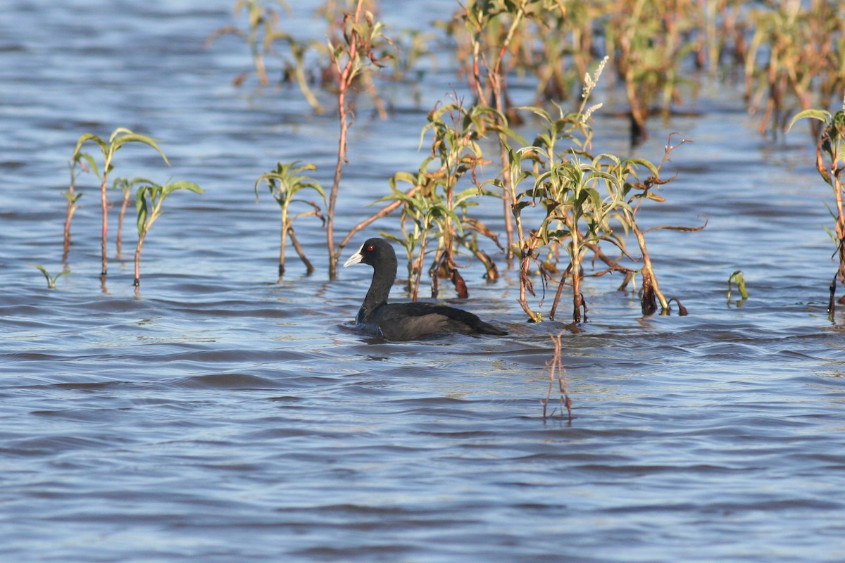 Eurasian Coot - ML185691621