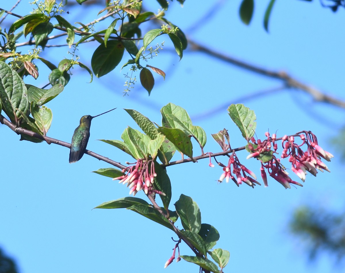 kolibřík zelenočelý - ML185692151