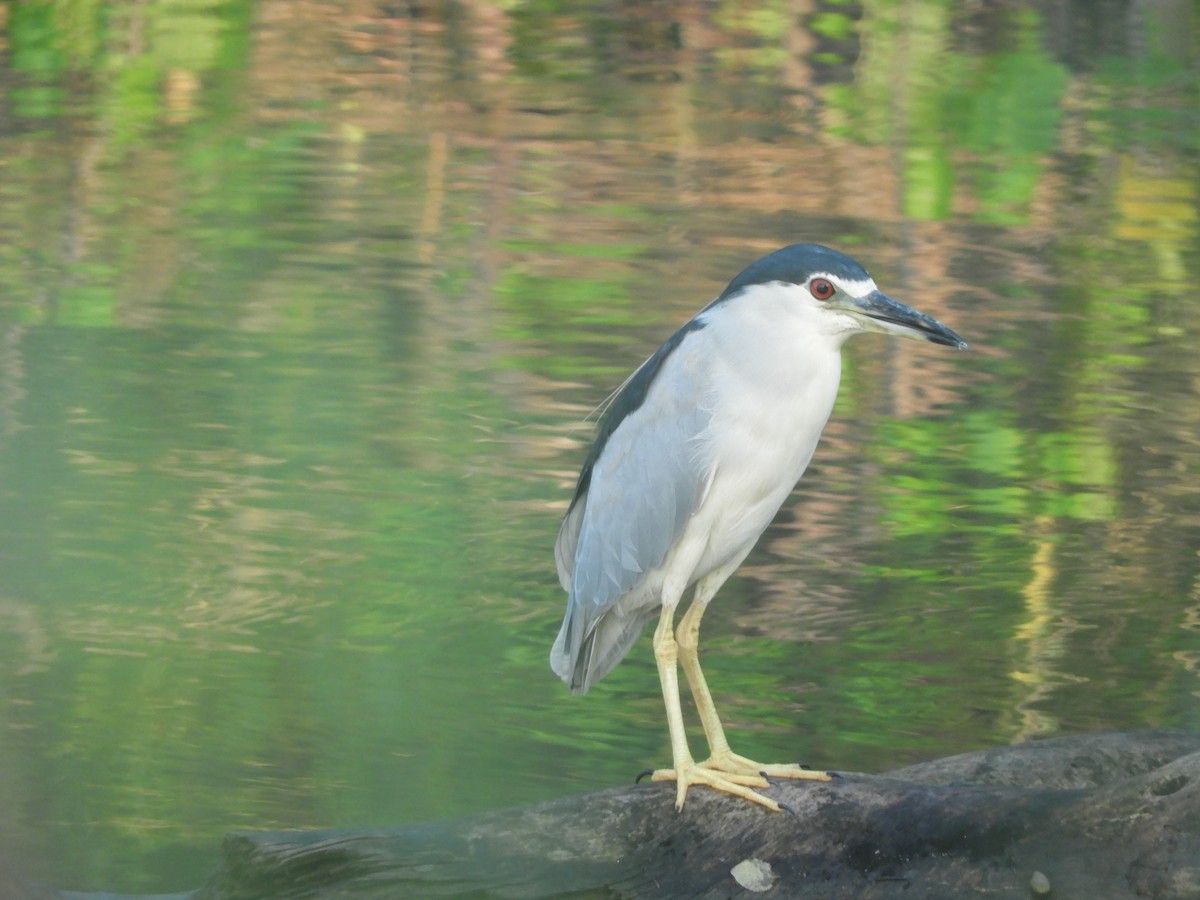 Black-crowned Night Heron - ML185694961