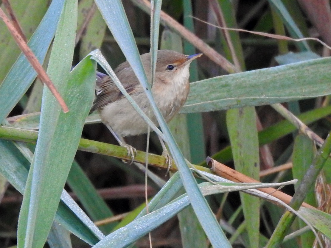Common Reed Warbler (Common) - ML185696511