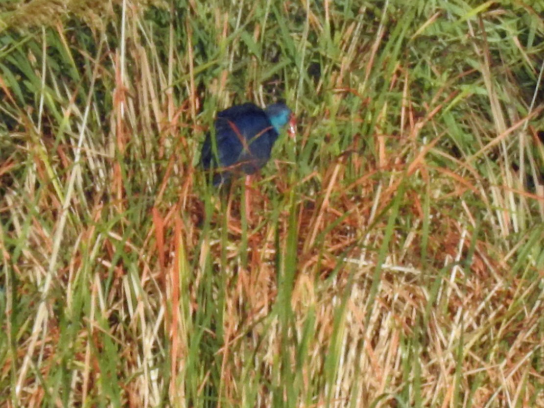 Western Swamphen - Brian Carruthers