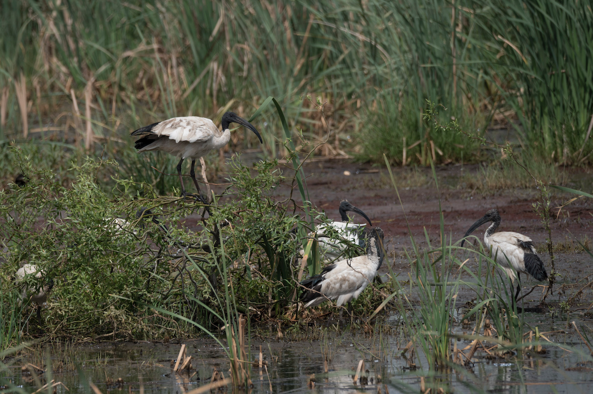 African Sacred Ibis - ML185697561