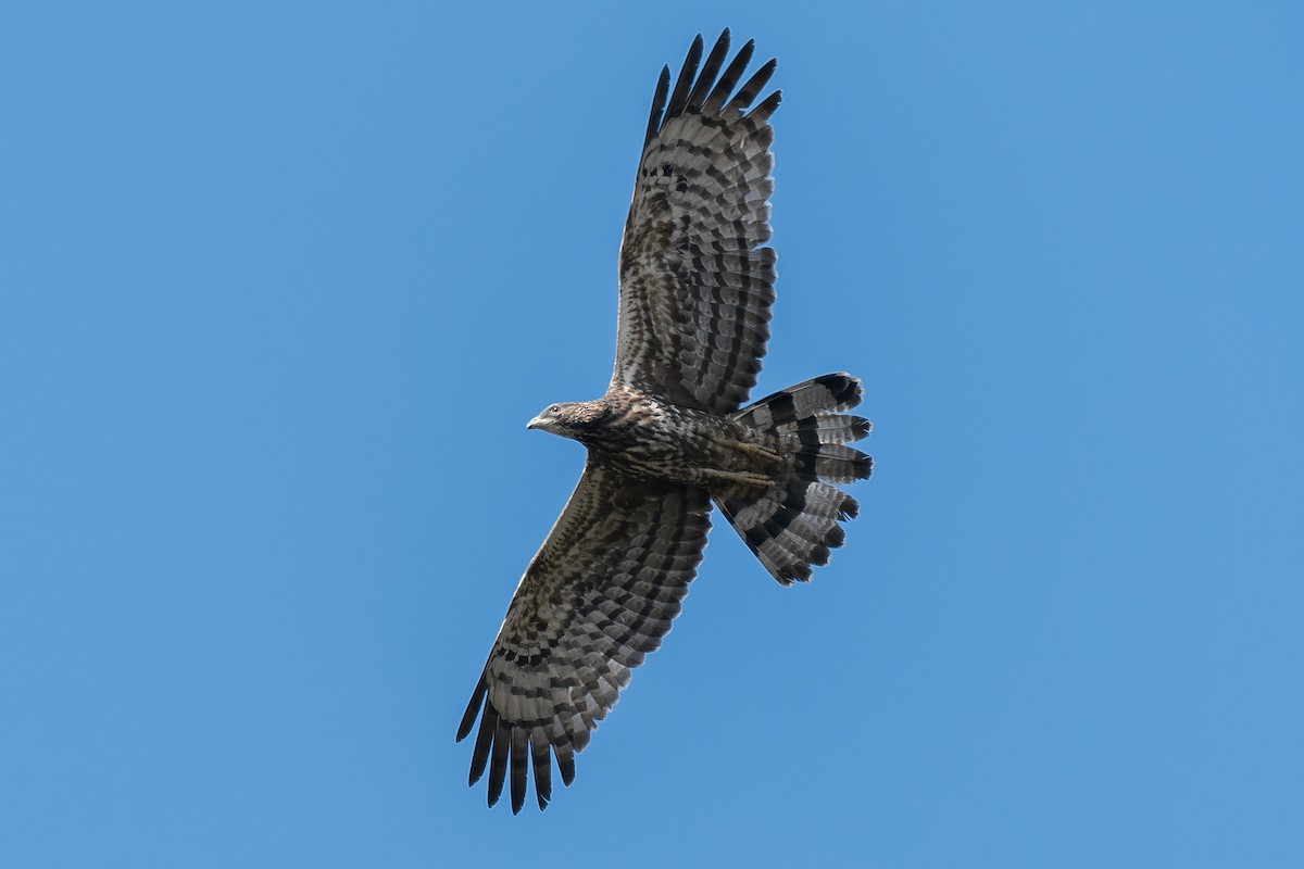 Oriental Honey-buzzard - ML185697751