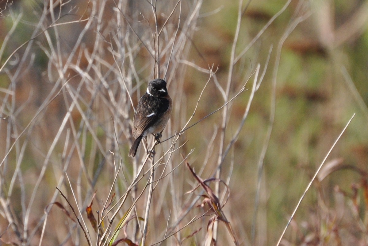 African Stonechat - ML185699281