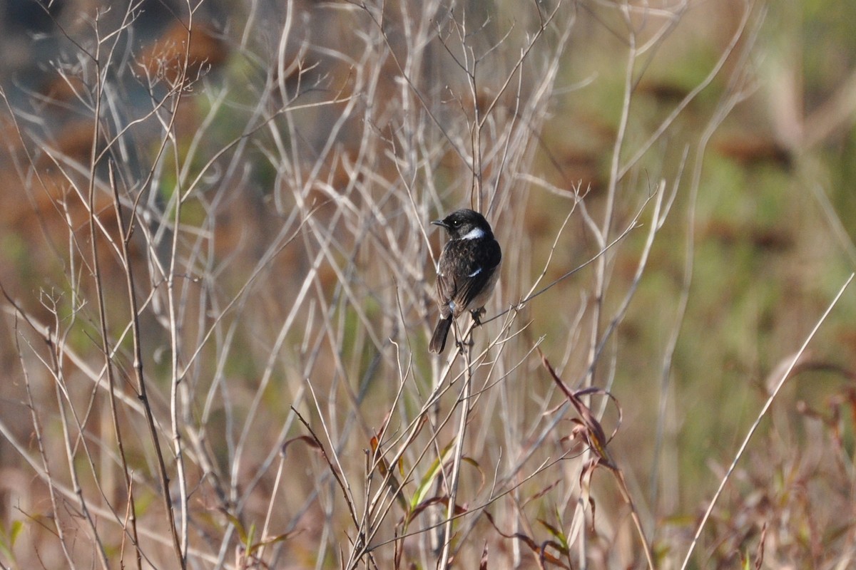 African Stonechat - ML185699321
