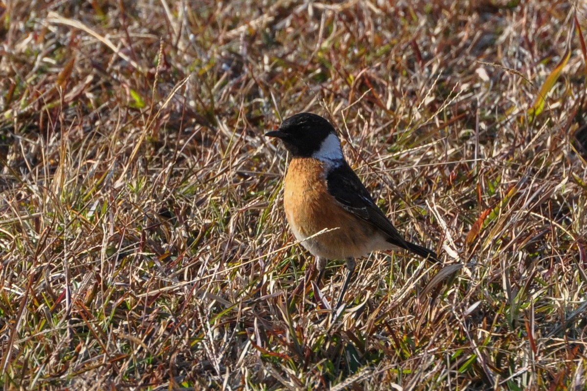 African Stonechat - ML185699631