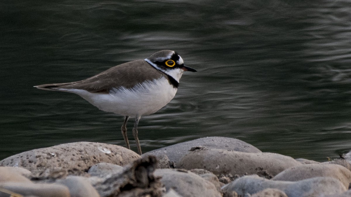 Little Ringed Plover - Parmil Kumar