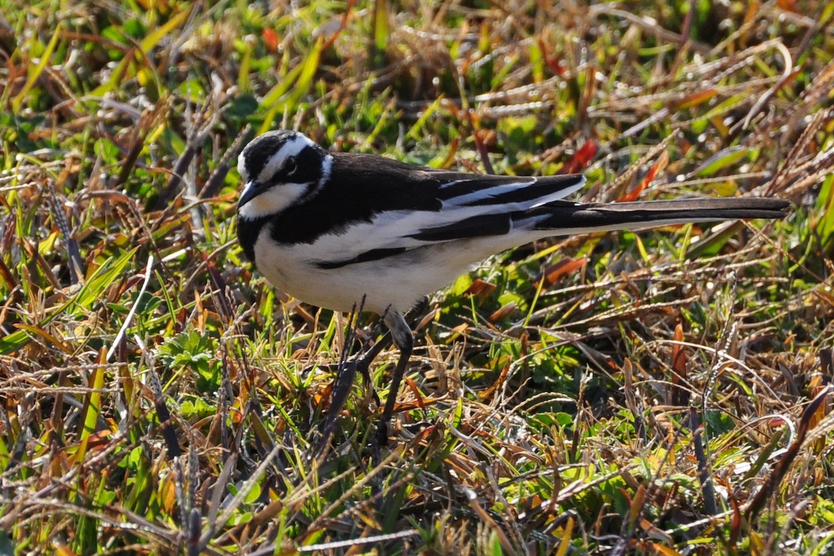African Pied Wagtail - ML185699871