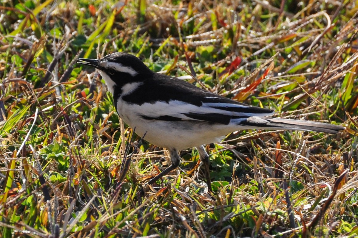 African Pied Wagtail - ML185699911