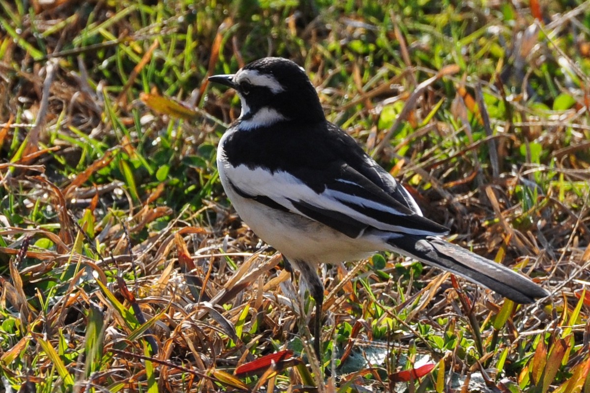 African Pied Wagtail - ML185699931
