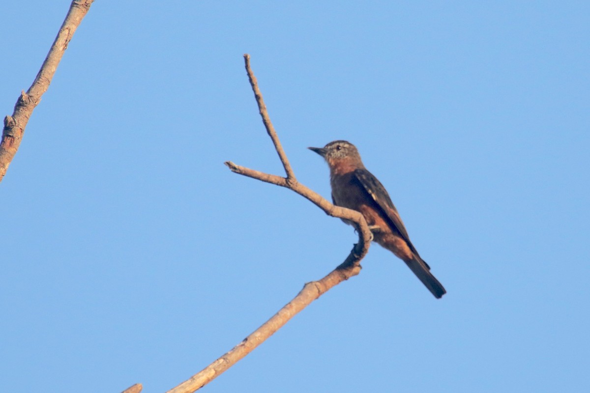 Cliff Flycatcher - ML185700681