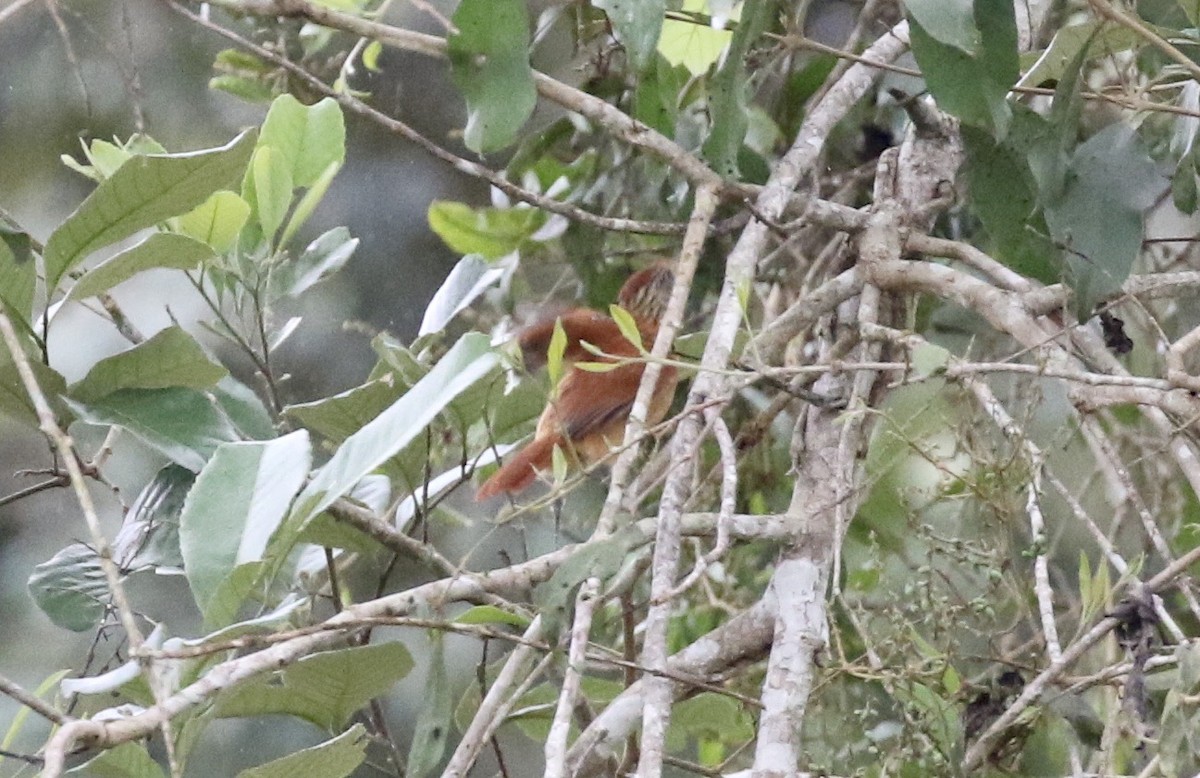 Barred Antshrike - ML185700881