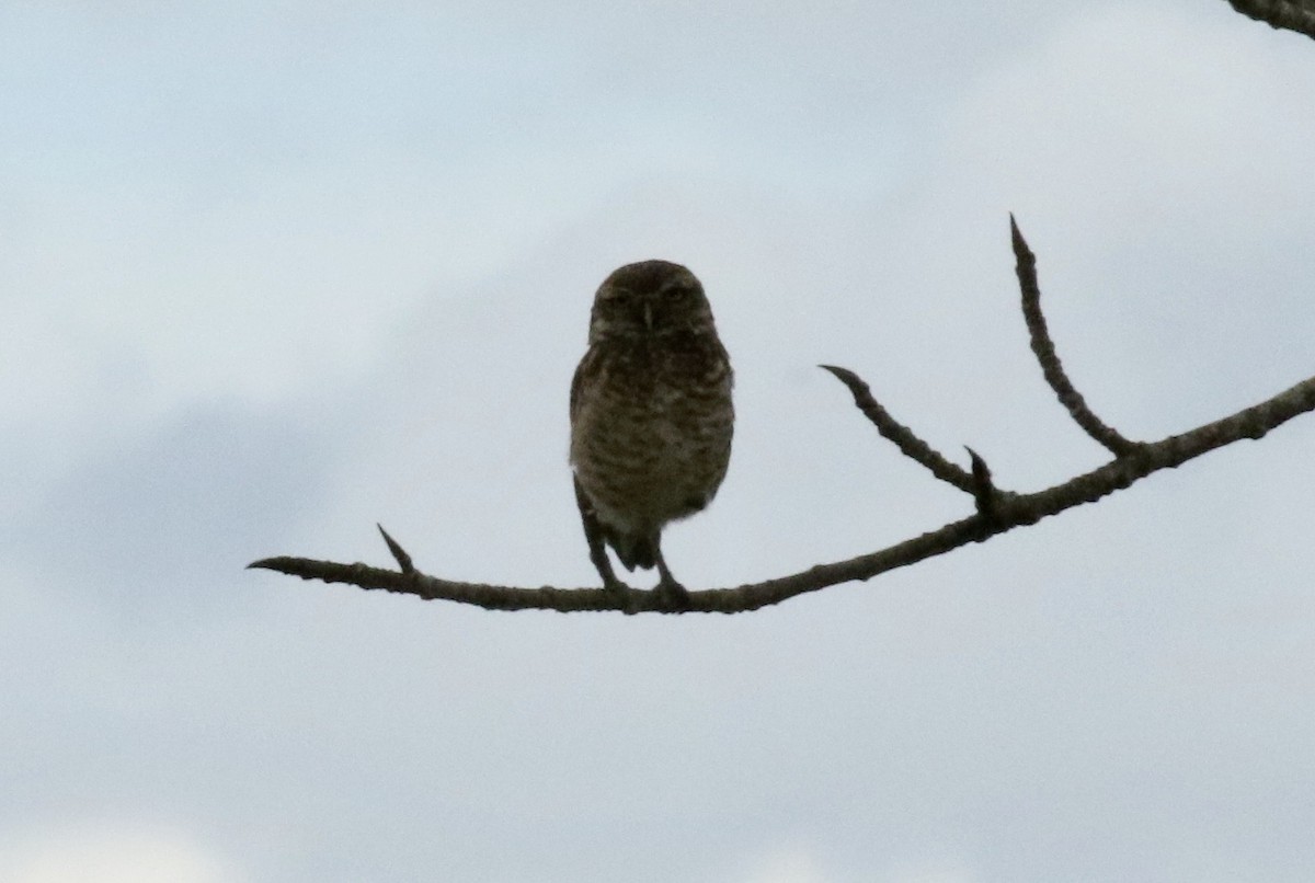 Burrowing Owl - ML185701101