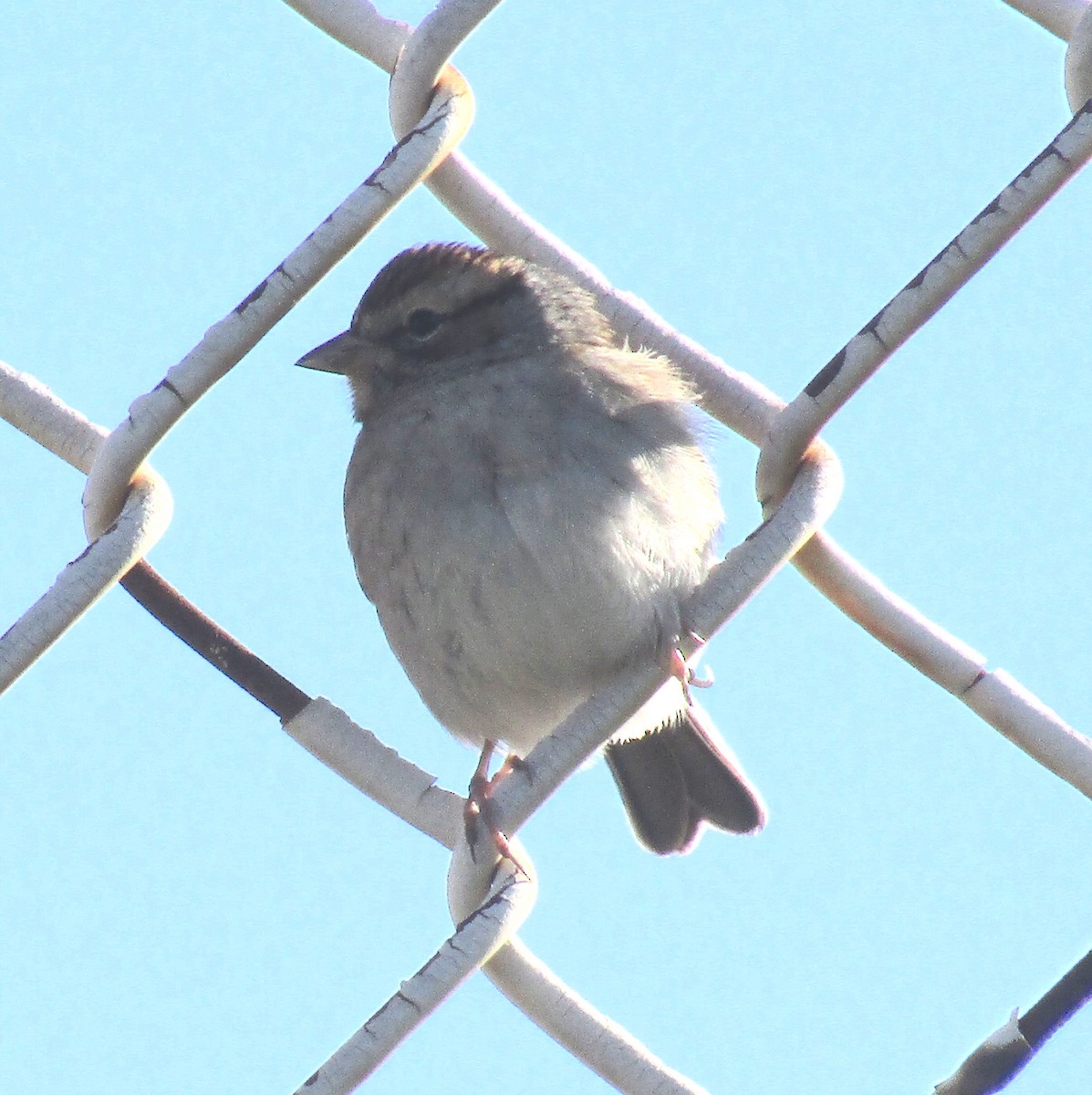 Chipping Sparrow - ML185702431