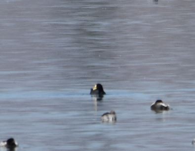 Red-gartered Coot - Felipe Undurraga