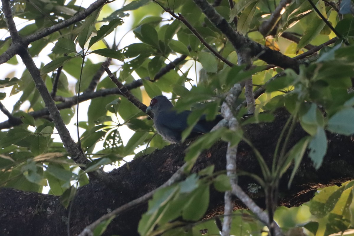 Green-billed Malkoha - ML185702991