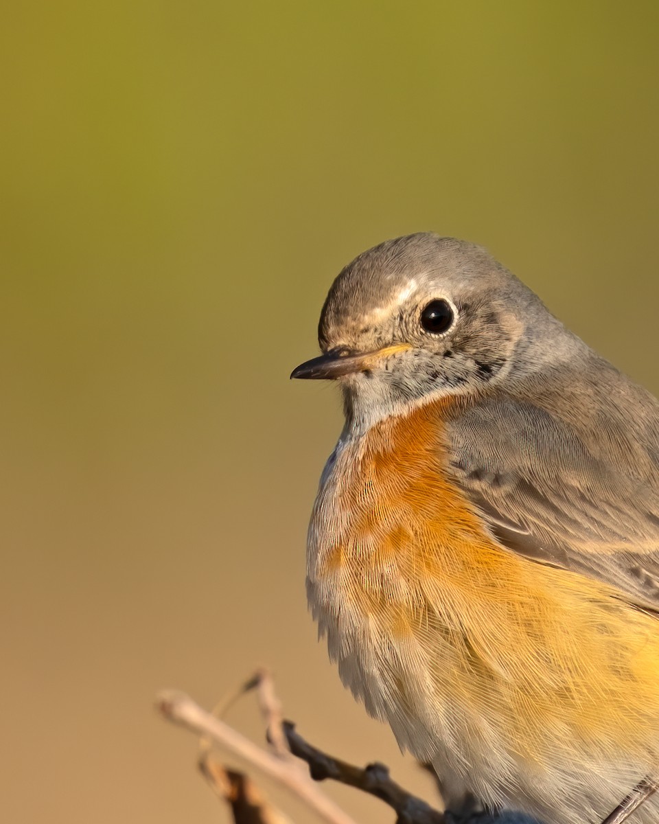 Common Redstart - ML185704101