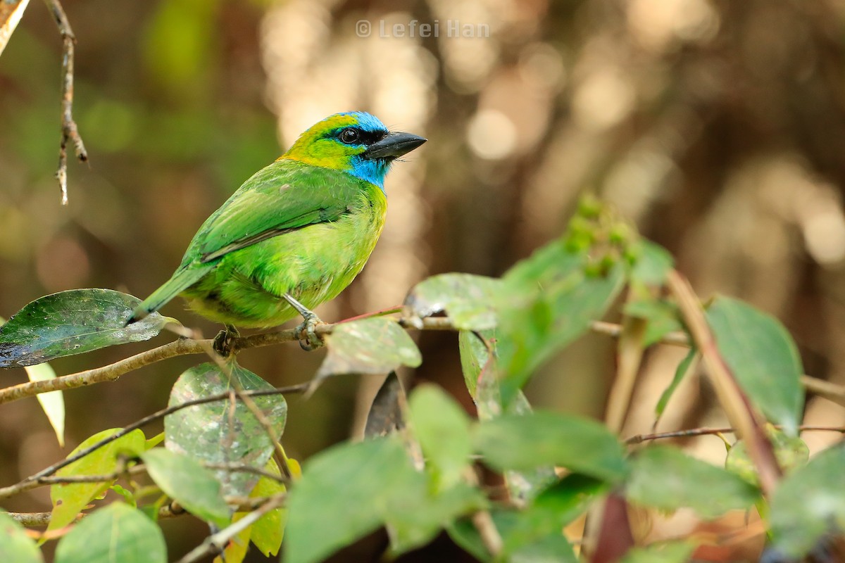 Golden-naped Barbet - ML185704321
