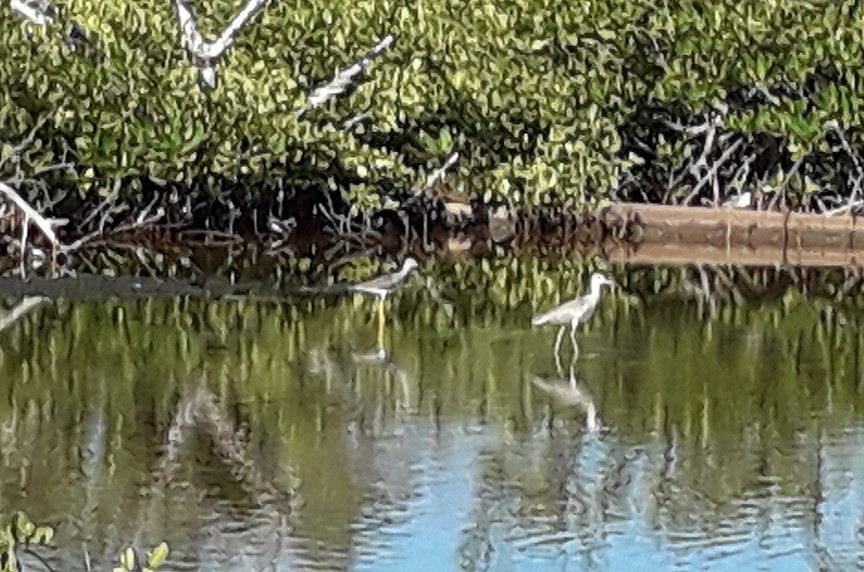 Greater Yellowlegs - ML185705281