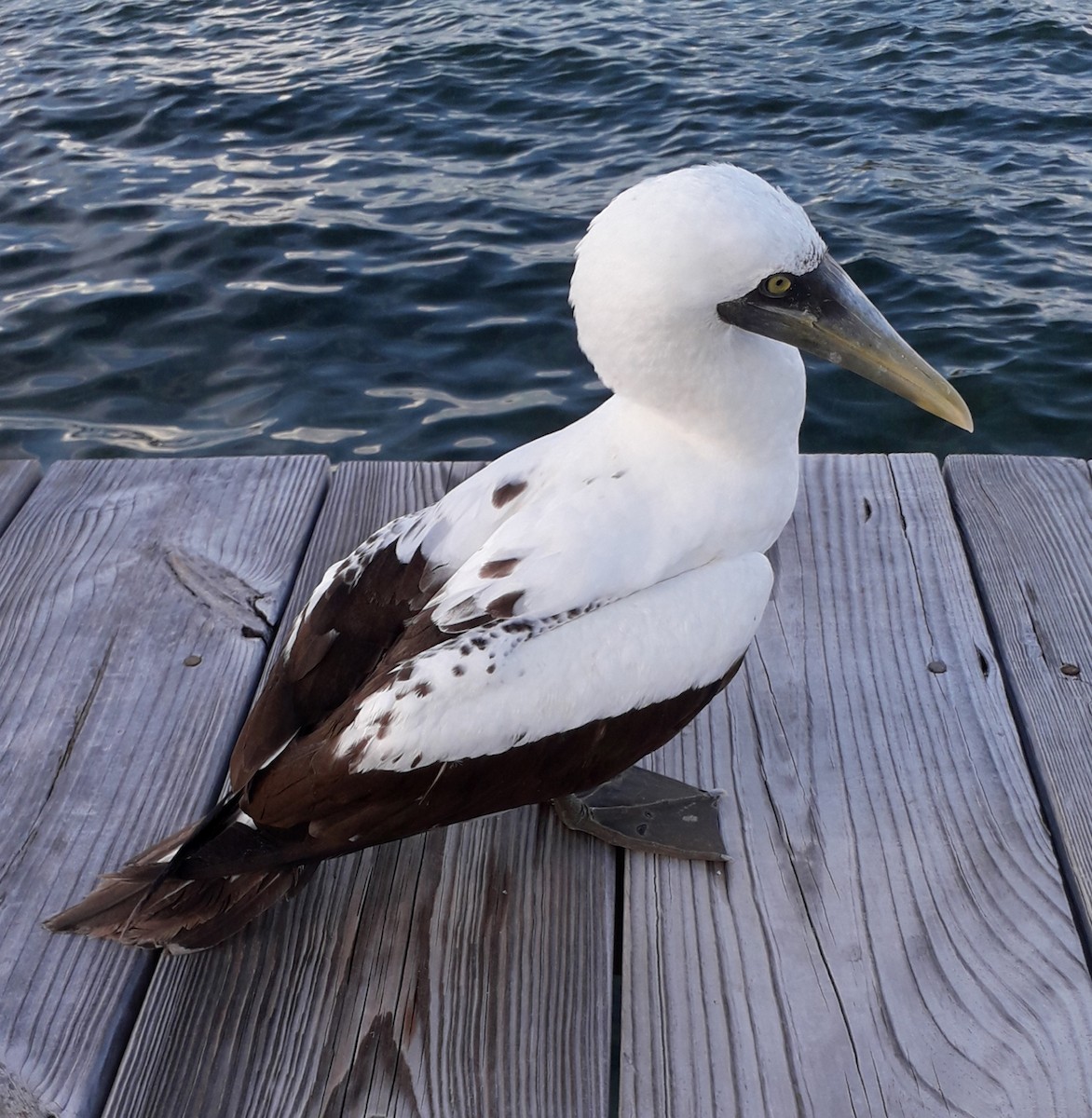 Masked Booby - ML185705701