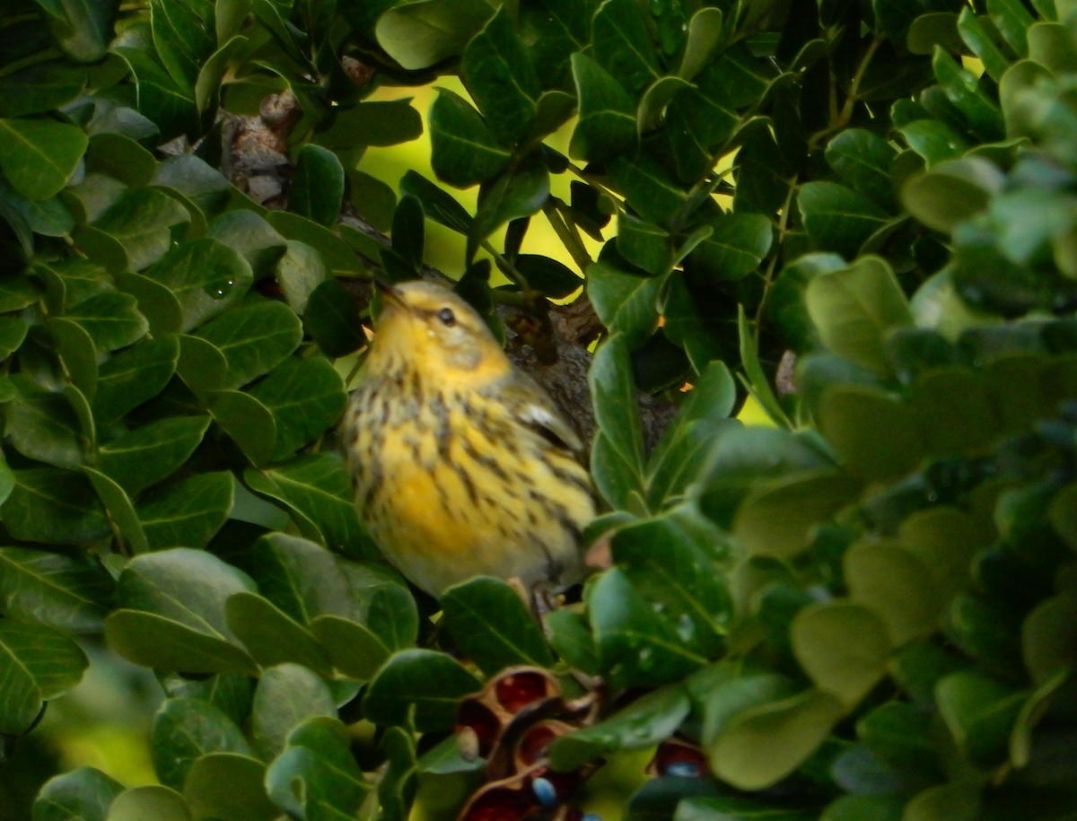 Cape May Warbler - Yolanda Leon