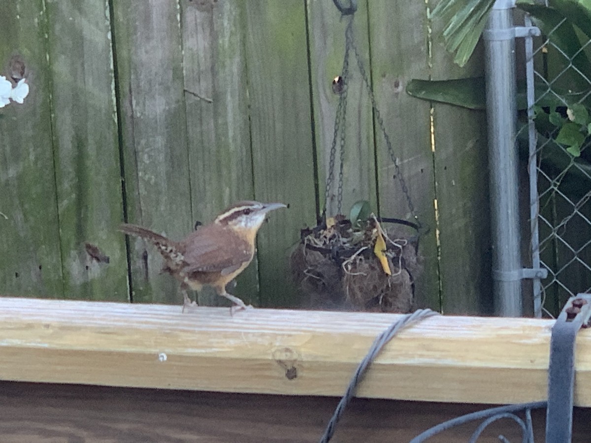 Carolina Wren - ML185706381