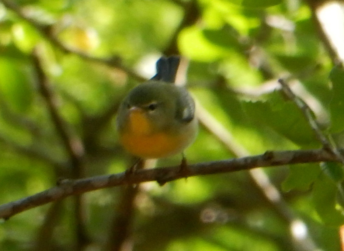 Northern Parula - ML185707661