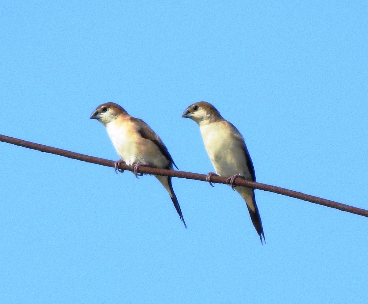 Indian Silverbill - ML185708301