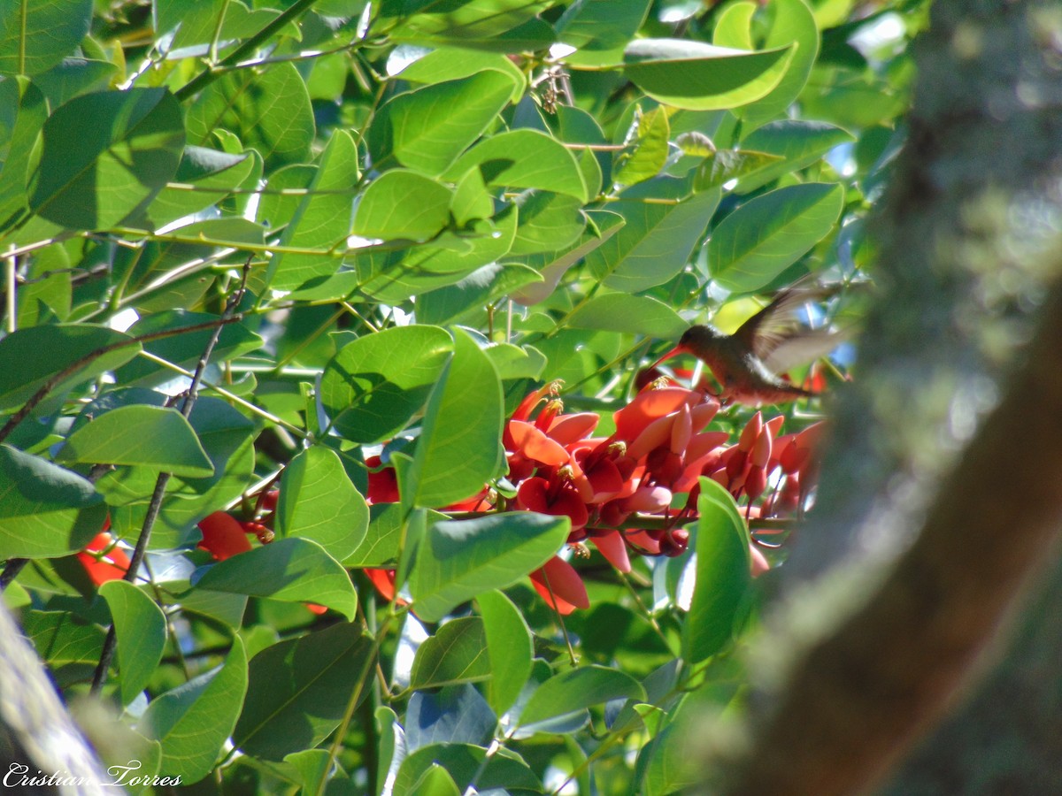 Gilded Hummingbird - ML185709851