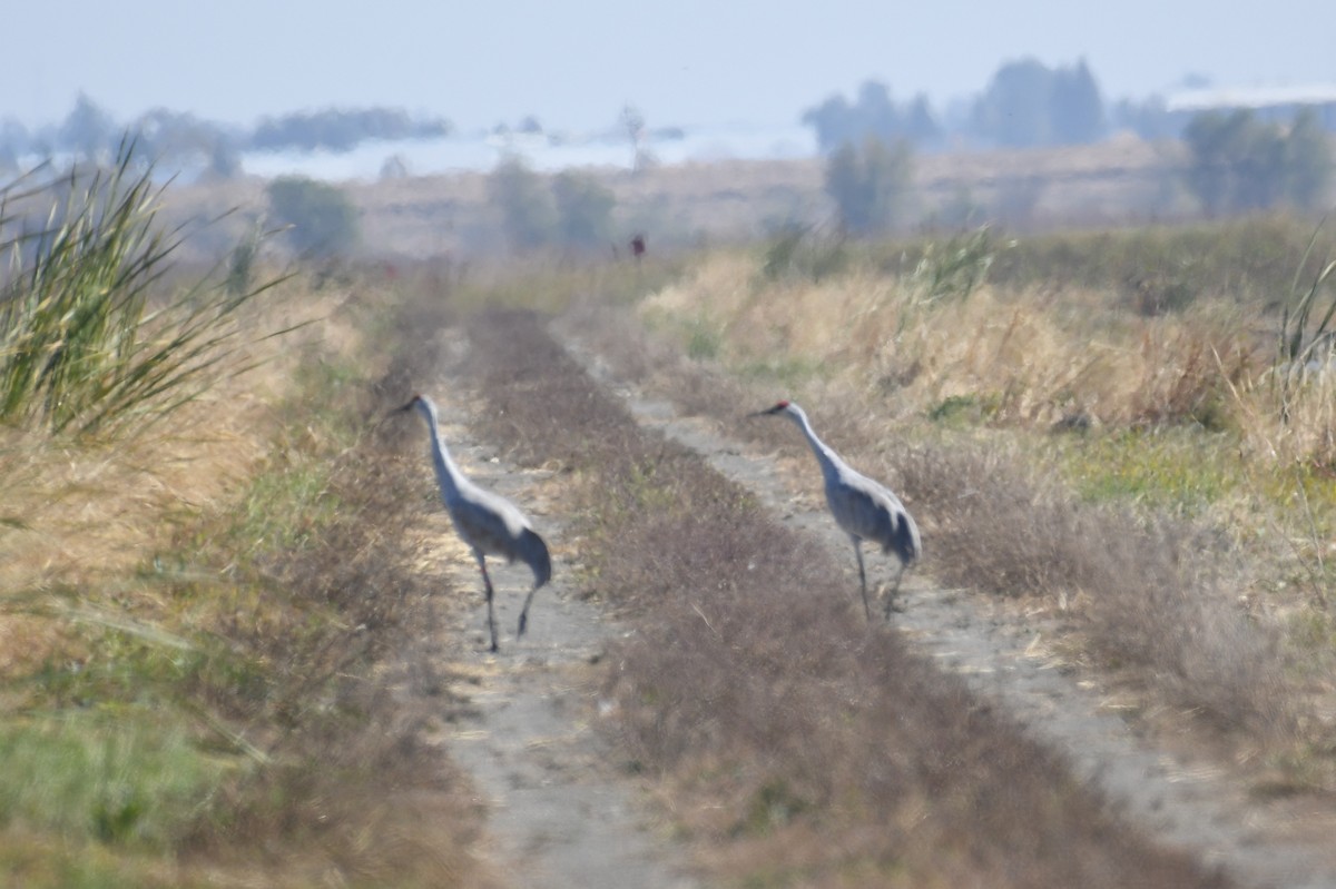 Sandhill Crane - ML185709991