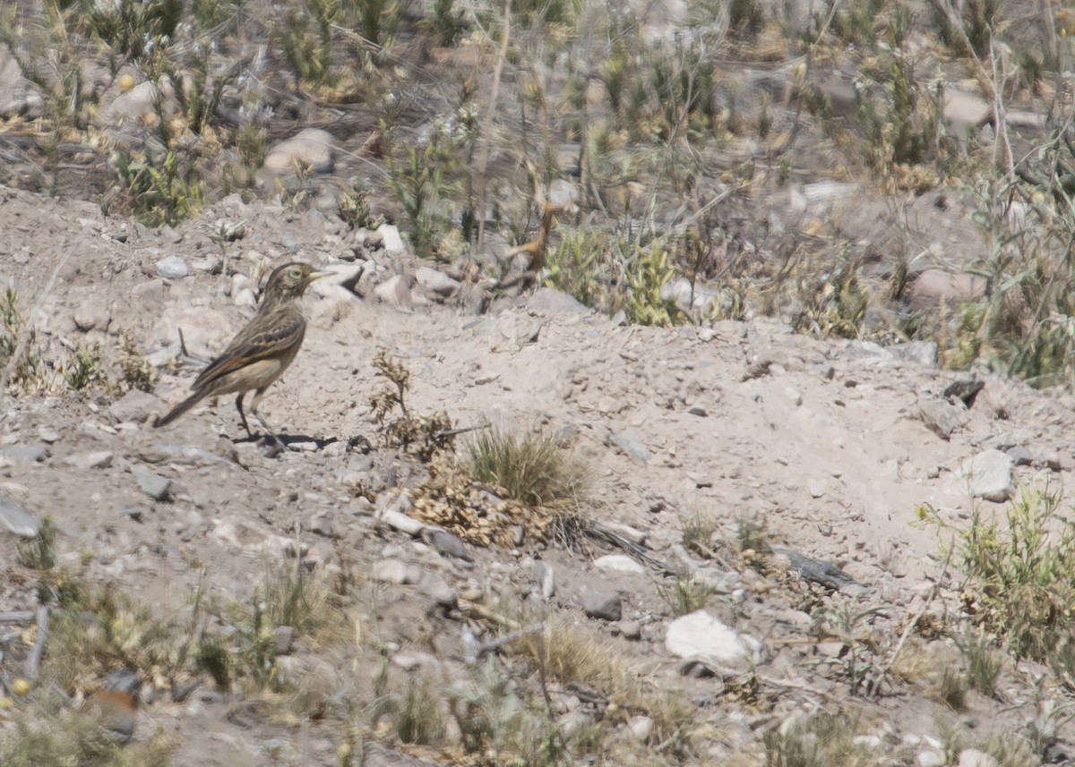 Spectacled Tyrant - ML185710561