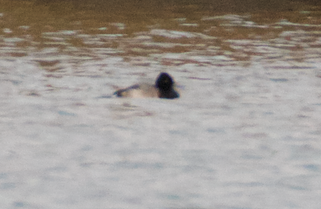 Lesser Scaup - ML185711001