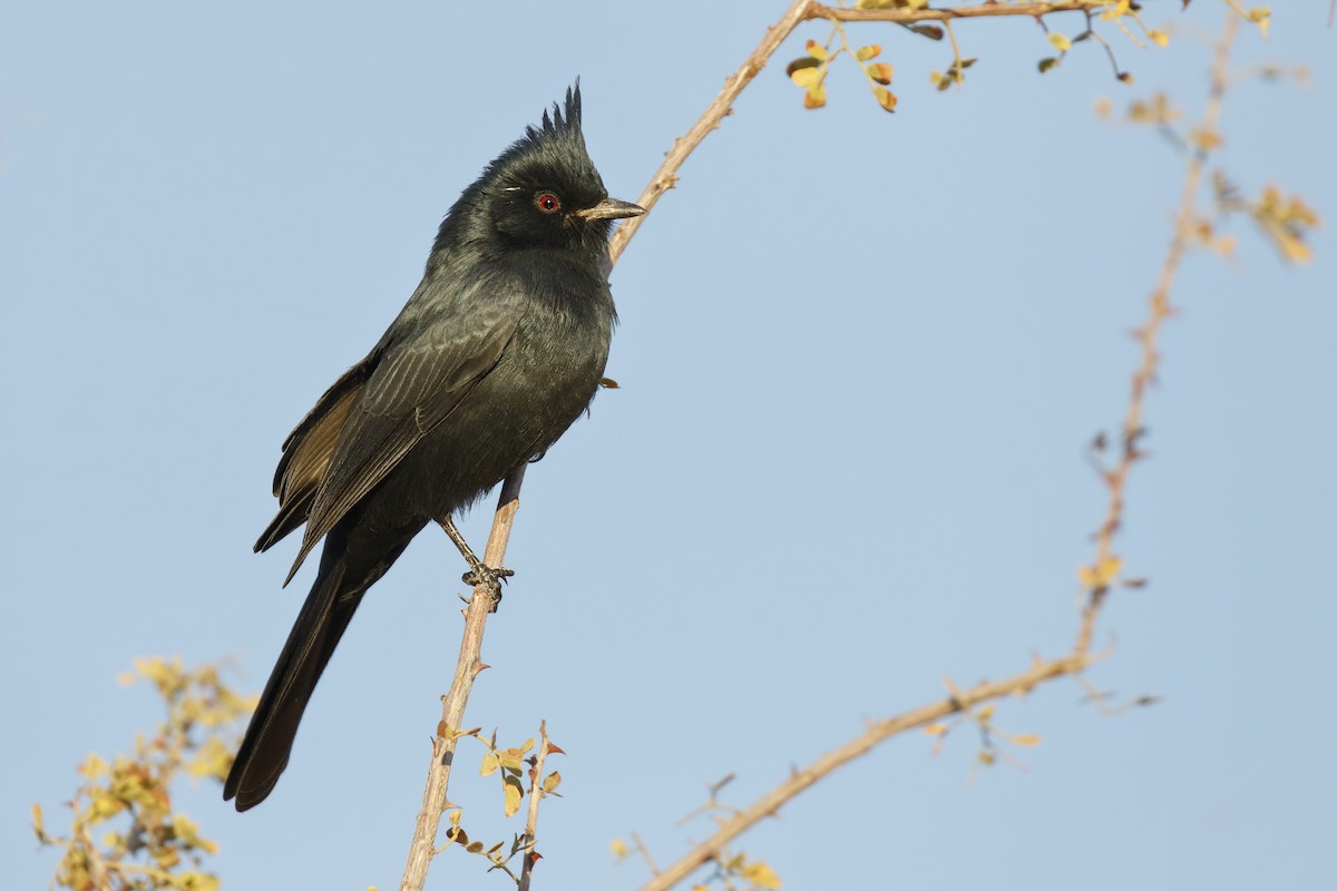 Phainopepla - Sharif Uddin