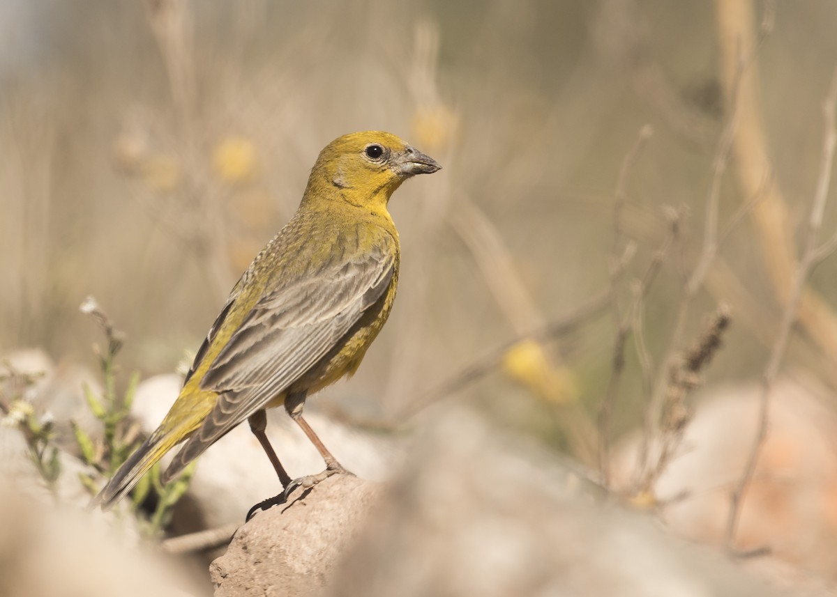 Monte Yellow-Finch - Martín Perez