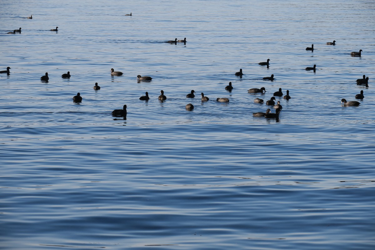 American Coot - ML185712761