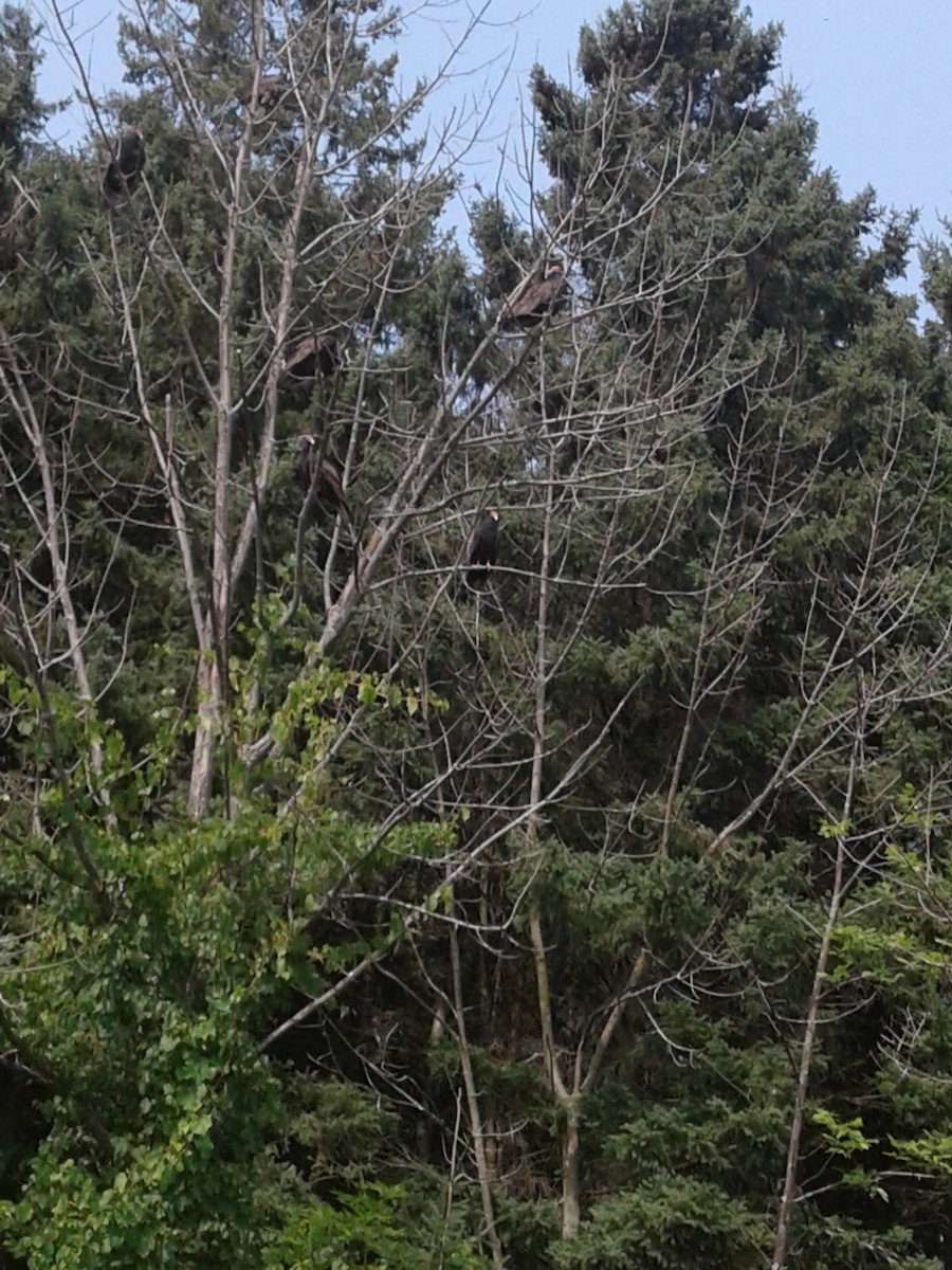 Turkey Vulture - ML185714191