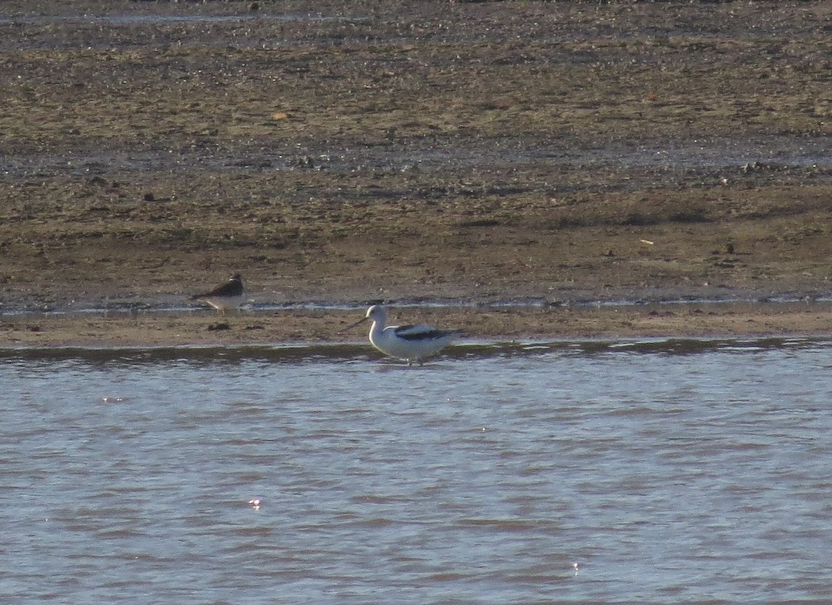 American Avocet - ML185714321