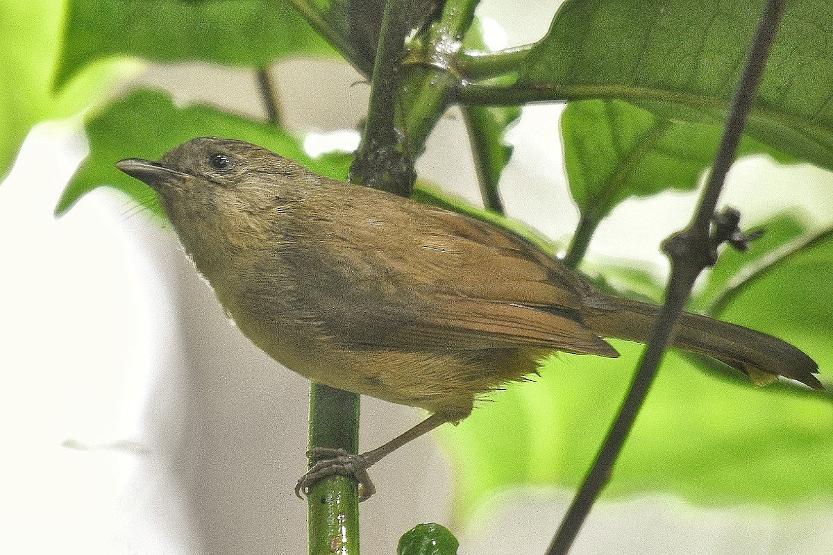 Brown-cheeked Fulvetta - Renuka Vijayaraghavan