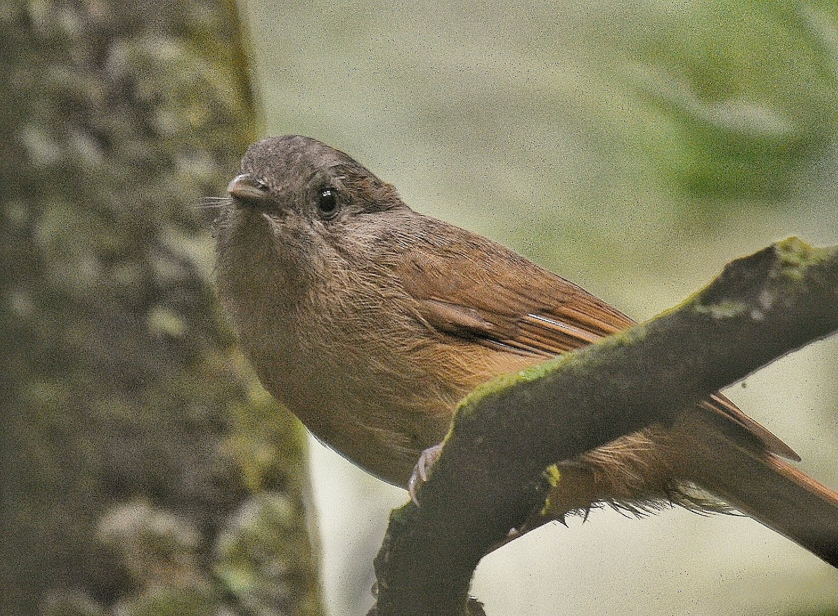 Brown-cheeked Fulvetta - Renuka Vijayaraghavan