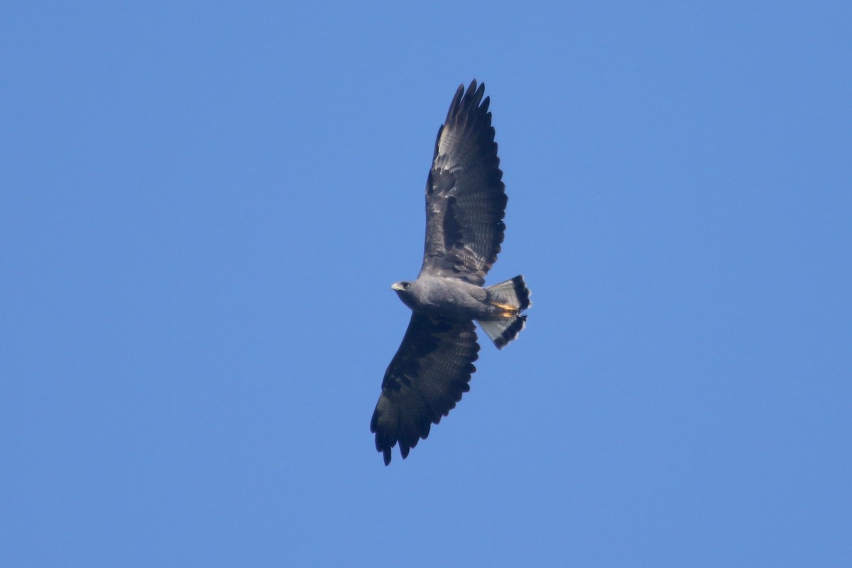 White-tailed Hawk - ML185715171